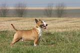 BULL TERRIER MINIATURE 348